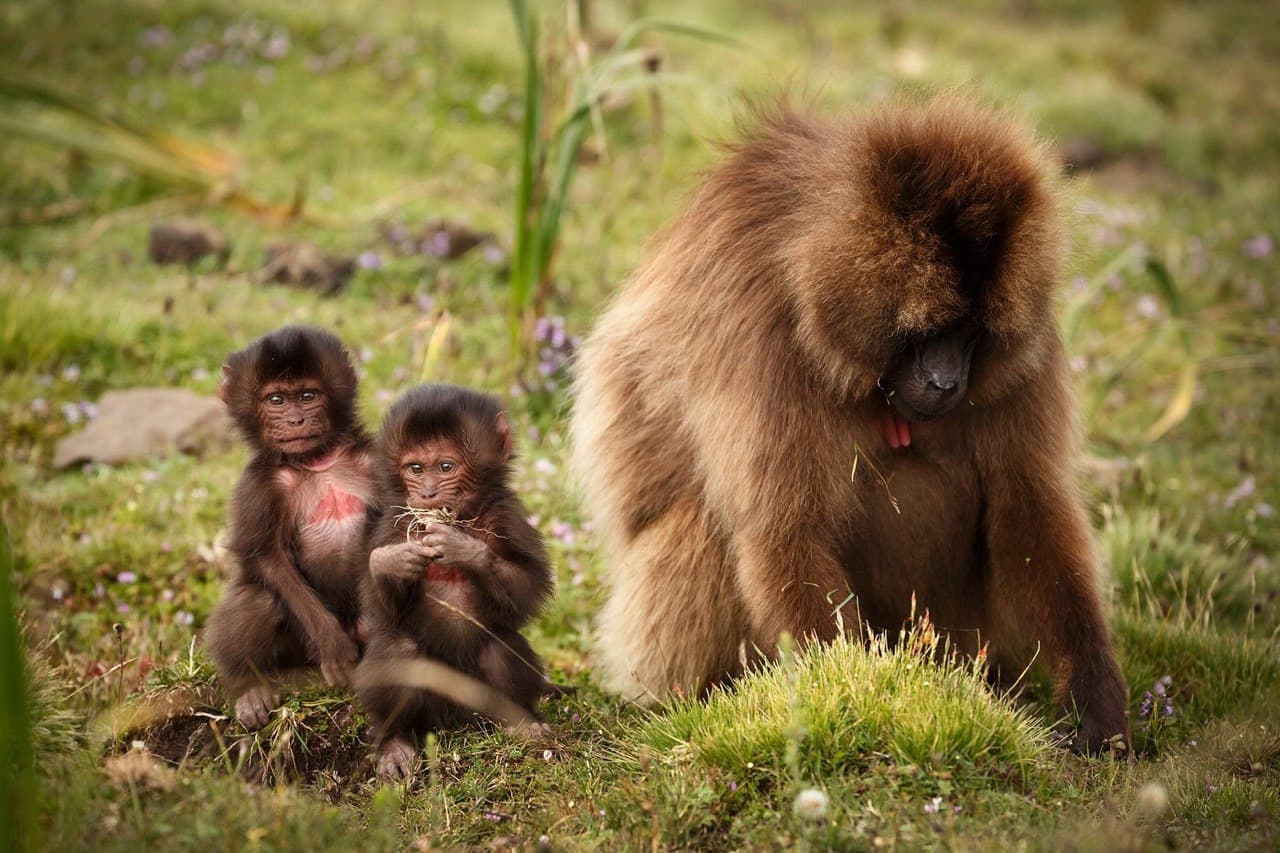 gilada baboons, Simien Mountains