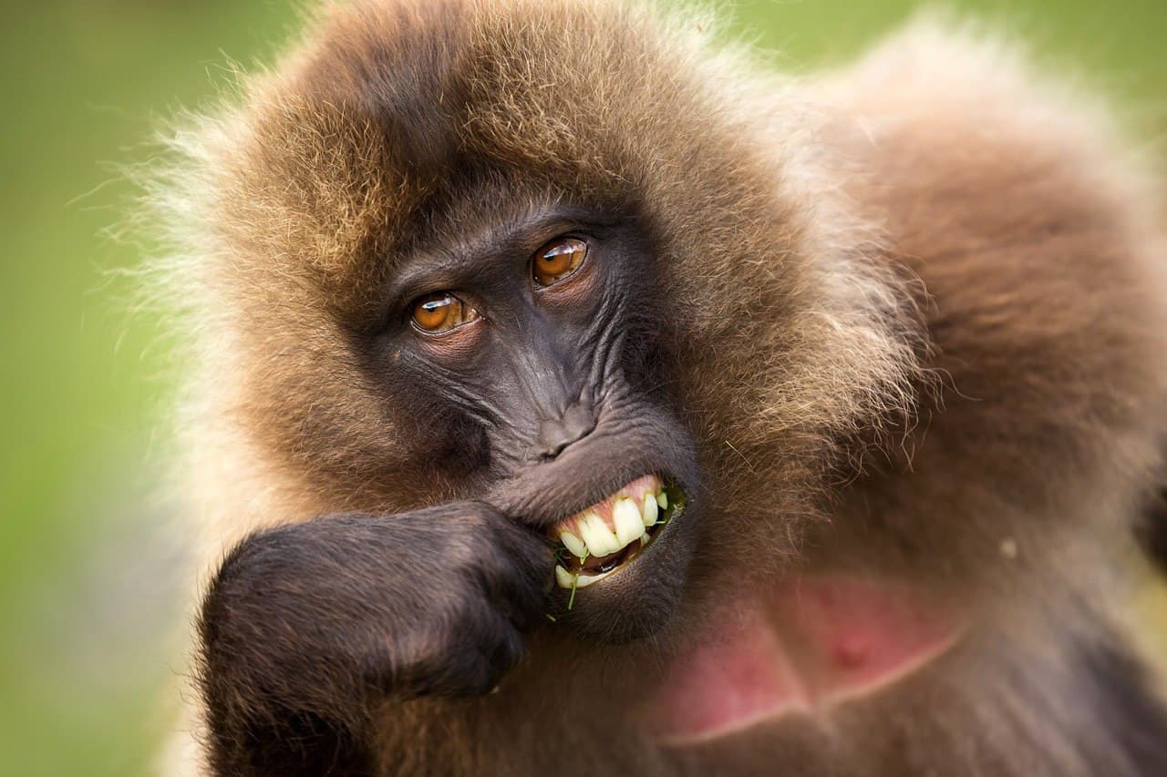 gilada baboon, Simien Mountains