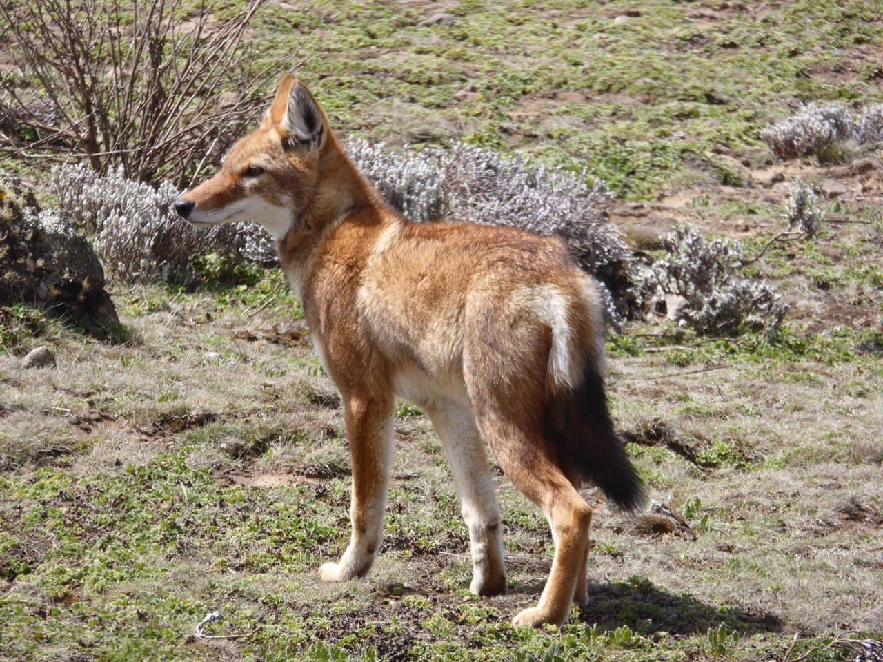red fox in simien mountains, Ethiopia