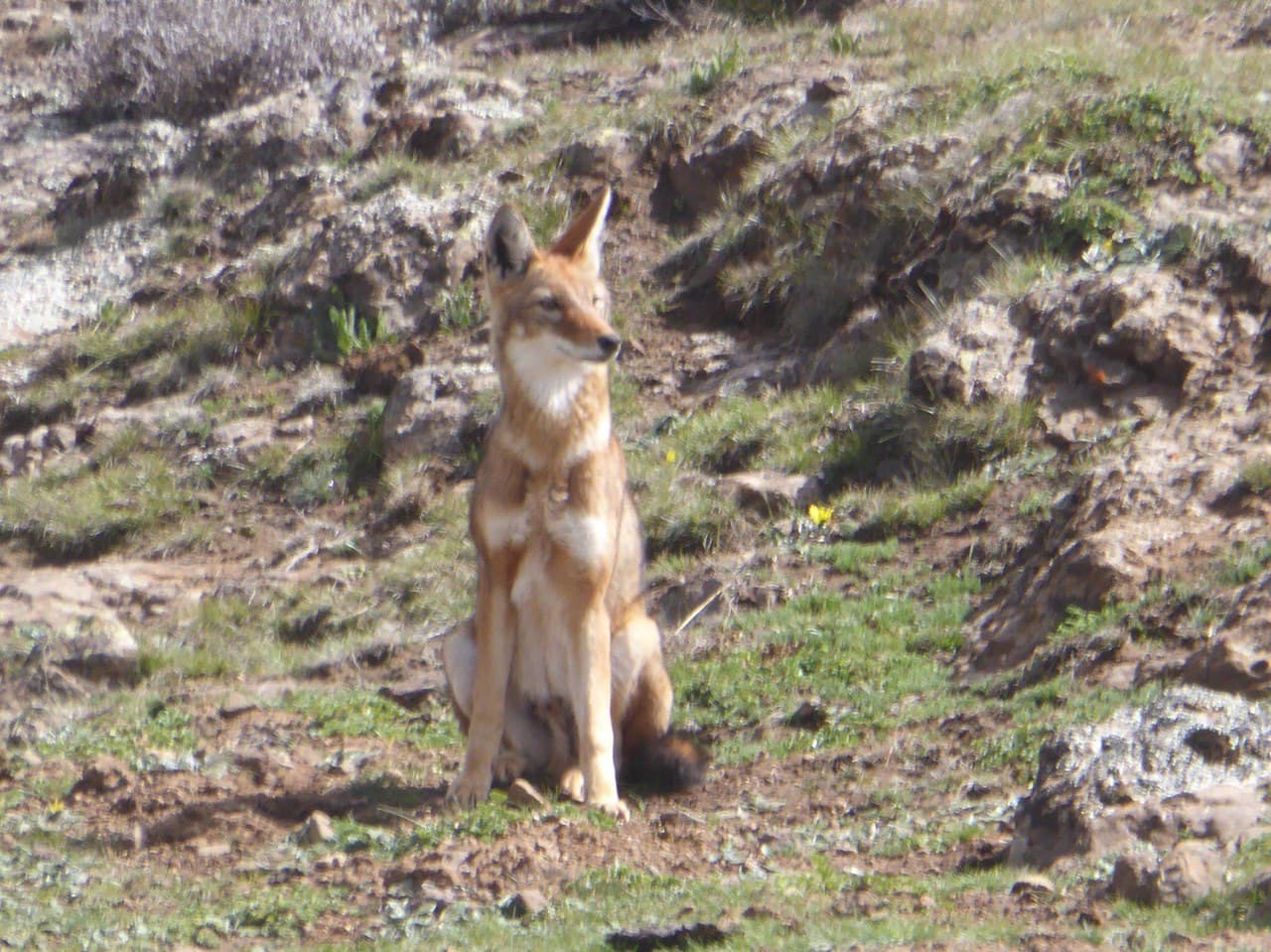 red fox in simien mountains, Ethiopia