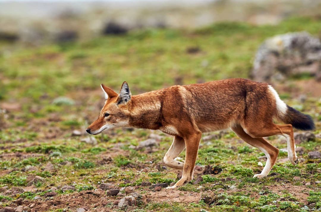 red fox in simien mountains, Ethiopia